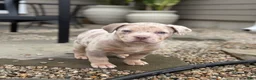 American Bully dogs for sale: Lucy - Ad 4