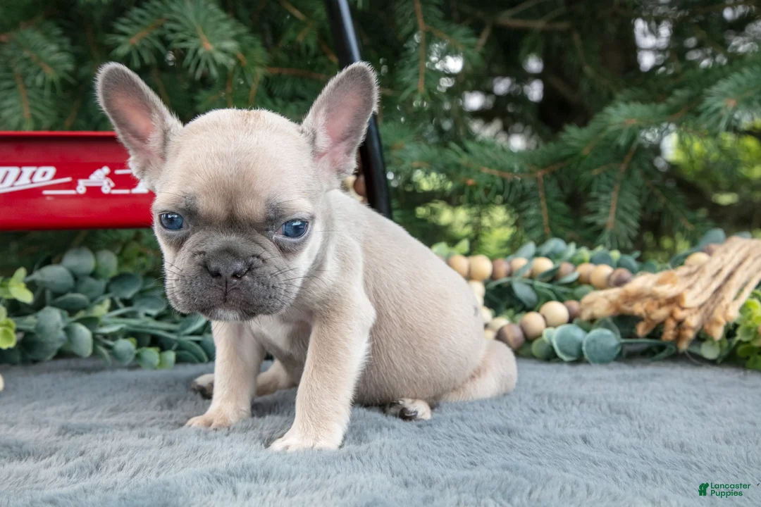 French Bulldog dogs for sale: Freddie - Ad 2