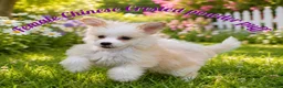 Chinese Crested dogs for sale: Swetty - Ad 1