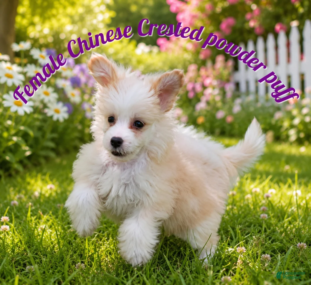 Chinese Crested dogs for sale: Swetty - Ad 1
