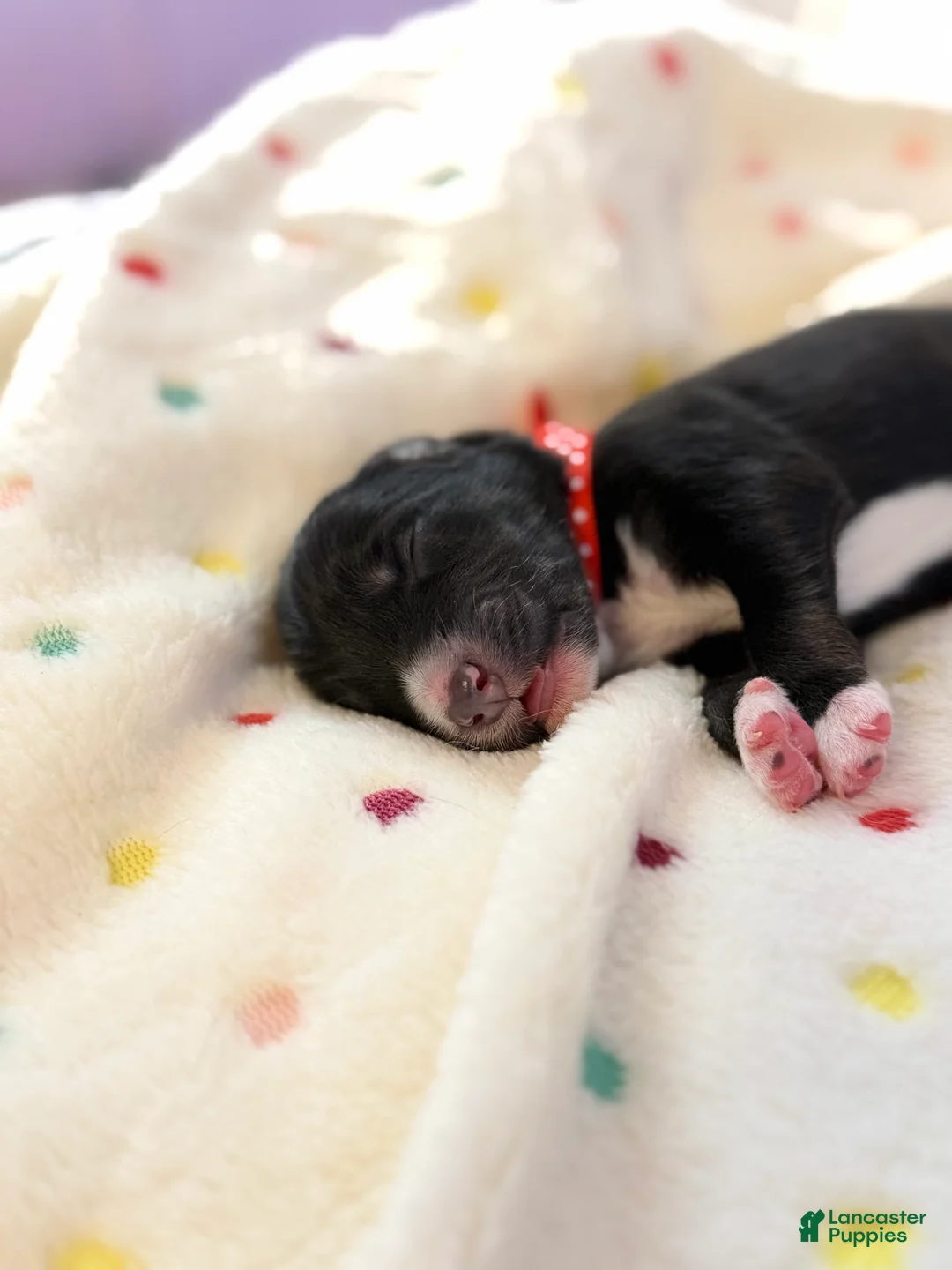 Australian Shepherd dogs for sale: Australian Shepherd Puppy 3 - Ad 1