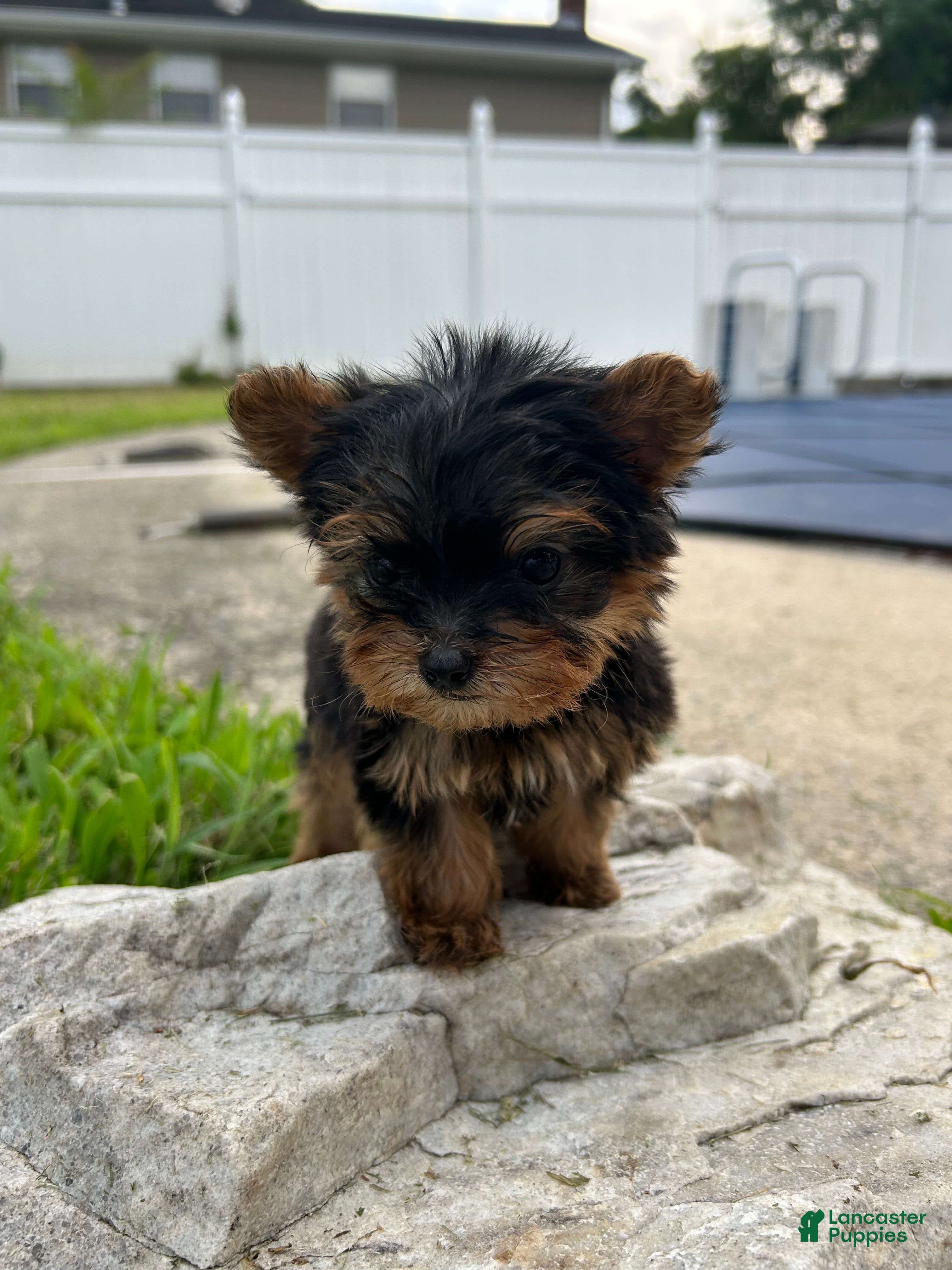 Yorkshire Terrier dogs Yorkshire Terrier Puppy 2 teacup Mickey  - Ad 2