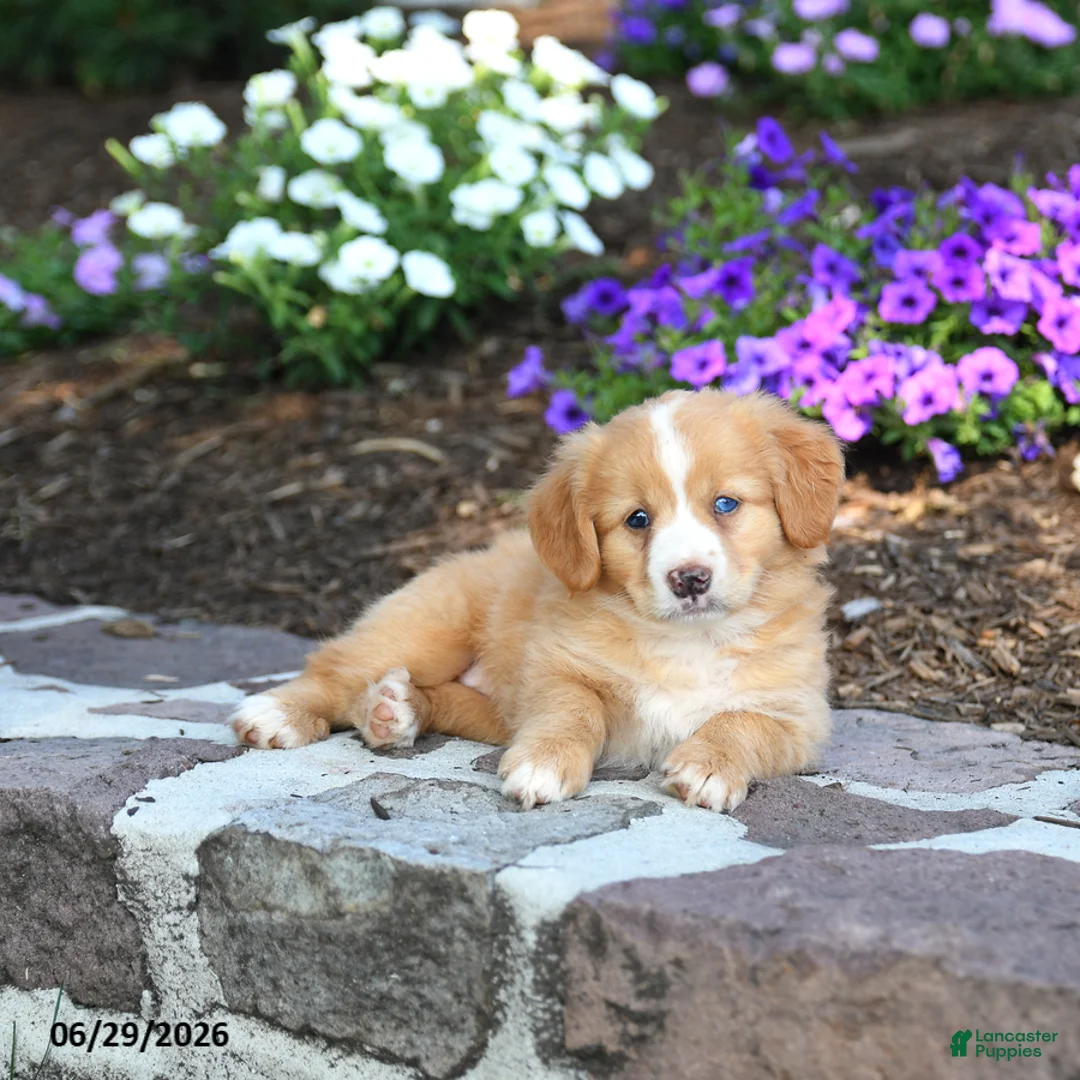 Mini Bernedoodle dogs for sale: Paige - Ad 1