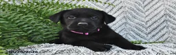 Labrador Retriever dogs for sale: Tripsey  - Ad 4