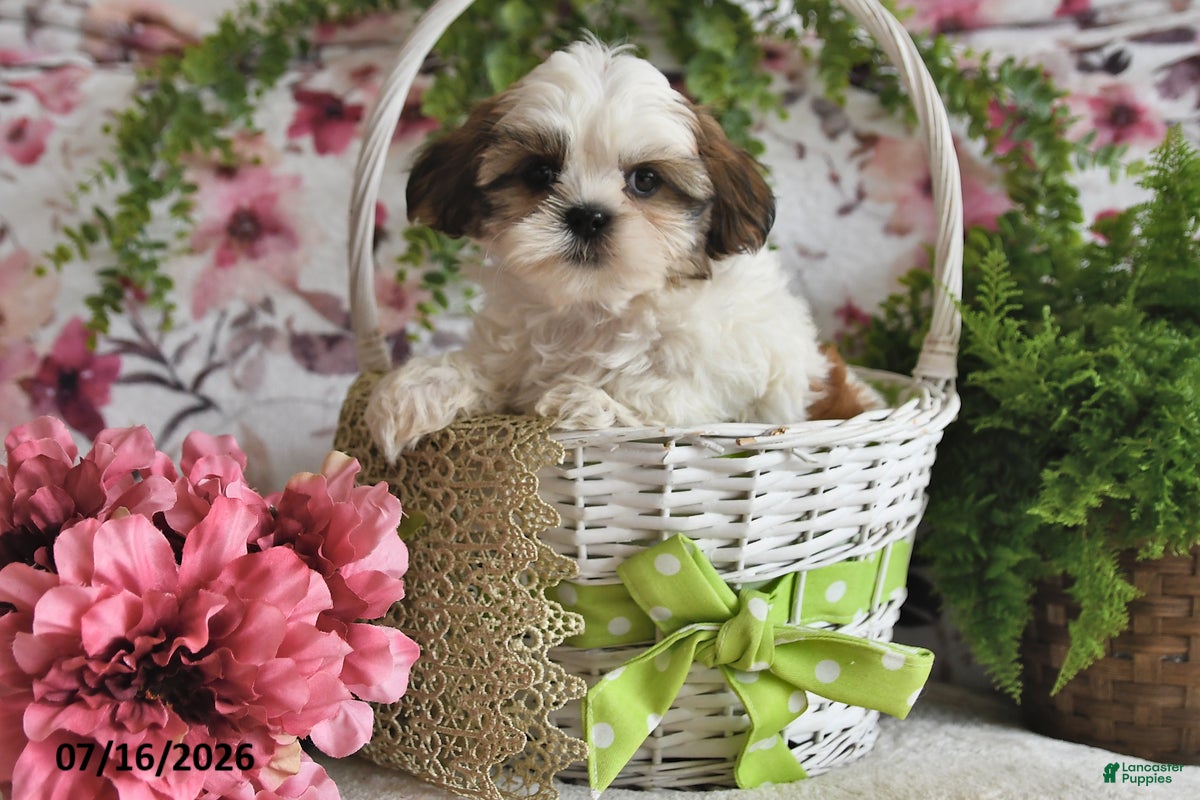 Shih Tzu dogs Ray - Ad 1
