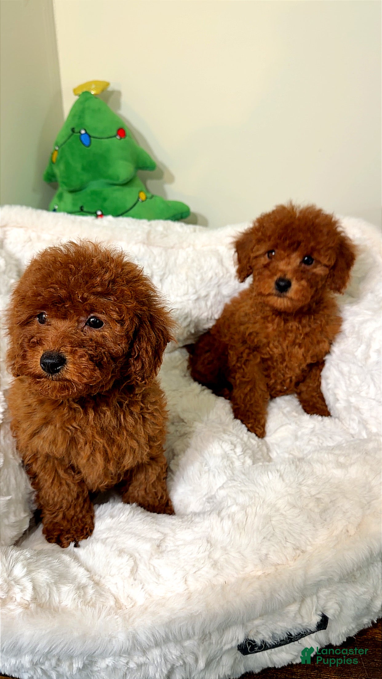 Toy Poodle dogs Tiny cakes  - Ad 8