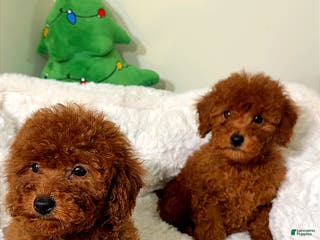 Toy Poodle dogs Tiny cakes - Ad 34