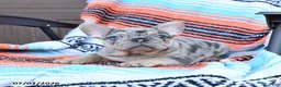 Mixed Breed dogs for sale: Champ - Ad 1