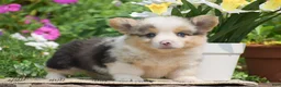 Welsh Corgi Pembroke dogs for sale: Caesar - Ad 3