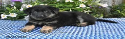 German Shepherd dogs for sale: Otis - Ad 5