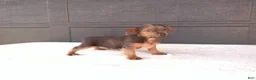 Yorkshire Terrier dogs for sale: Tucker  - Ad 7
