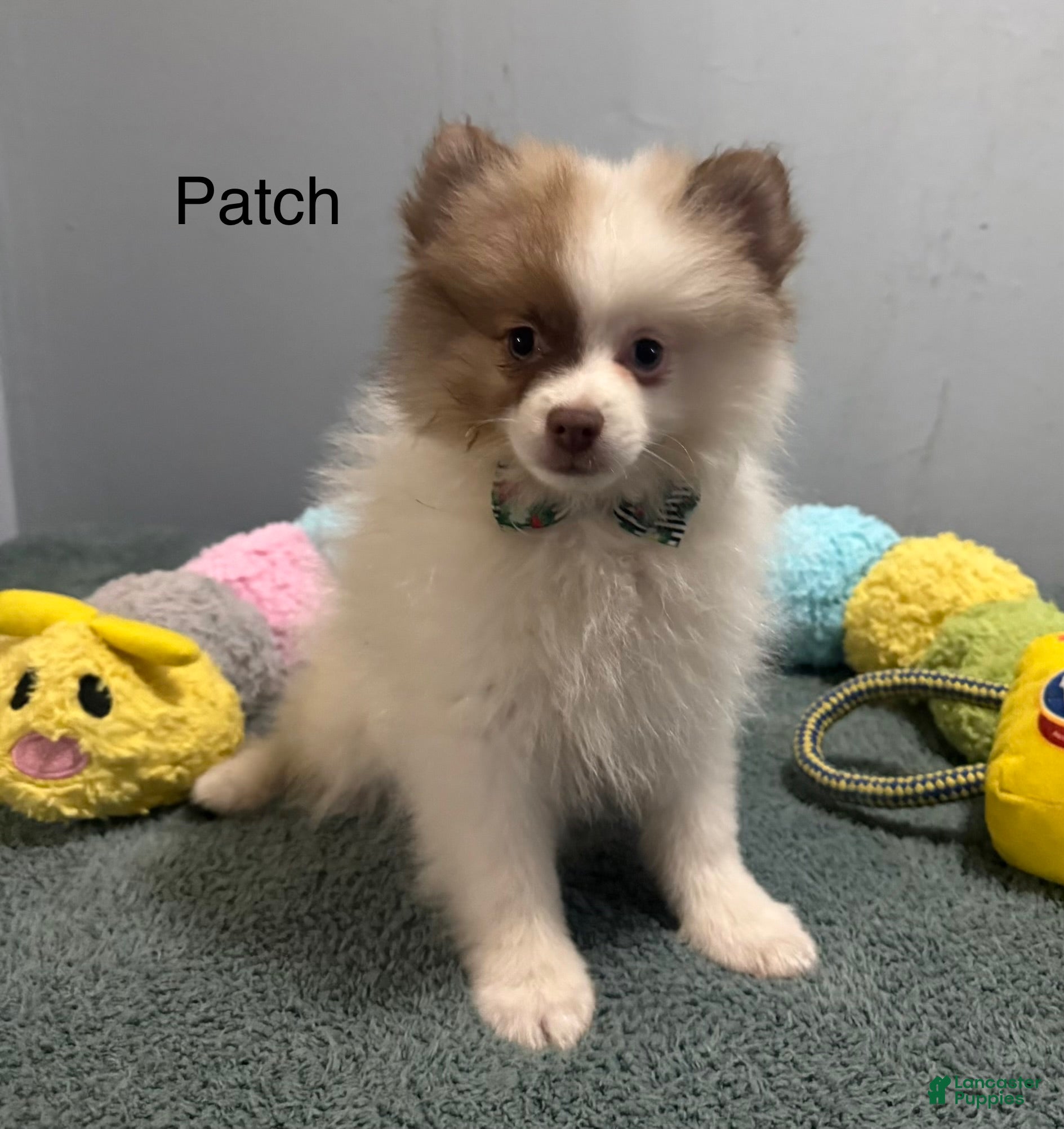 Pomeranian dogs Patch - Ad 2