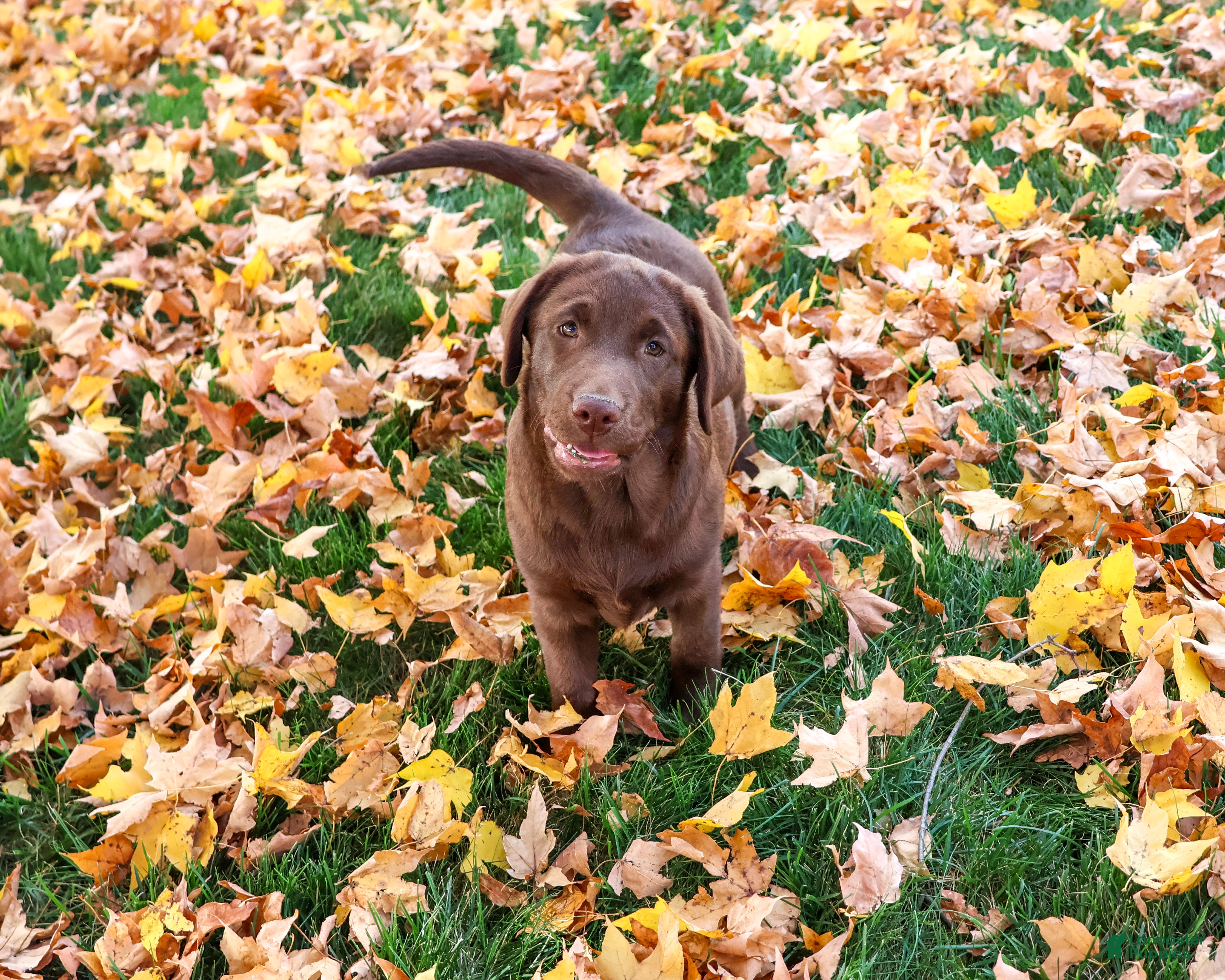 Labrador Retriever dogs for sale: Nutella - Ad 2