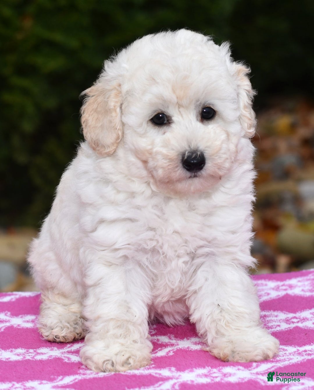 Toy Poodle dogs for sale: Tessa - Ad 1