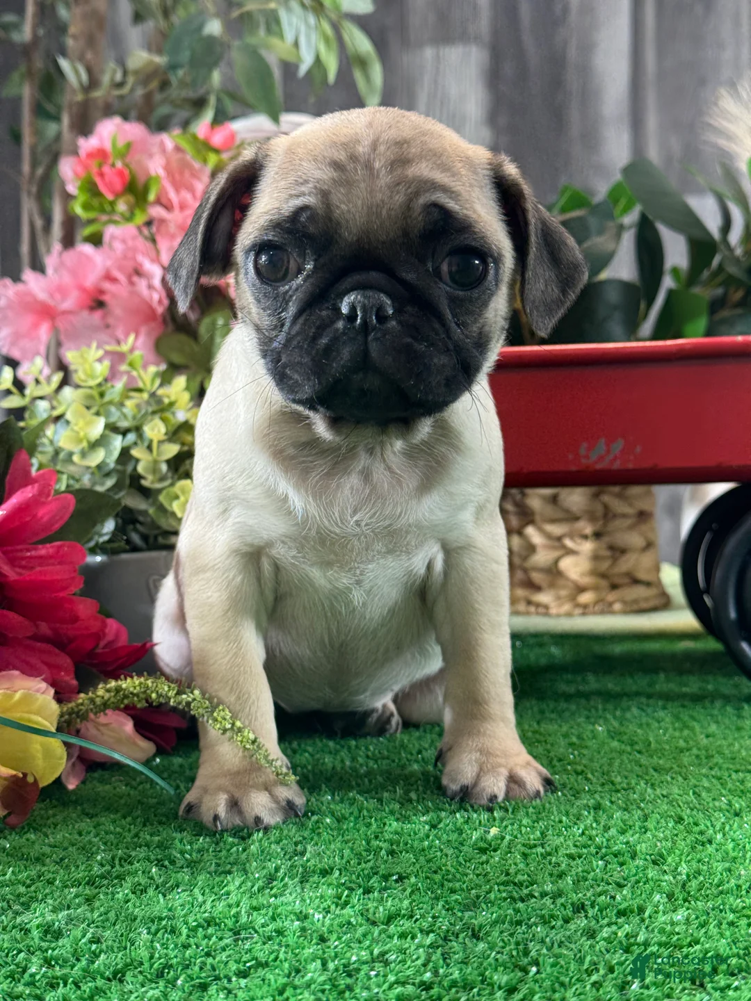 Pug dogs for sale: Princess  - Ad 2