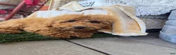 Mixed Breed dogs for sale: Jewels - Ad 1