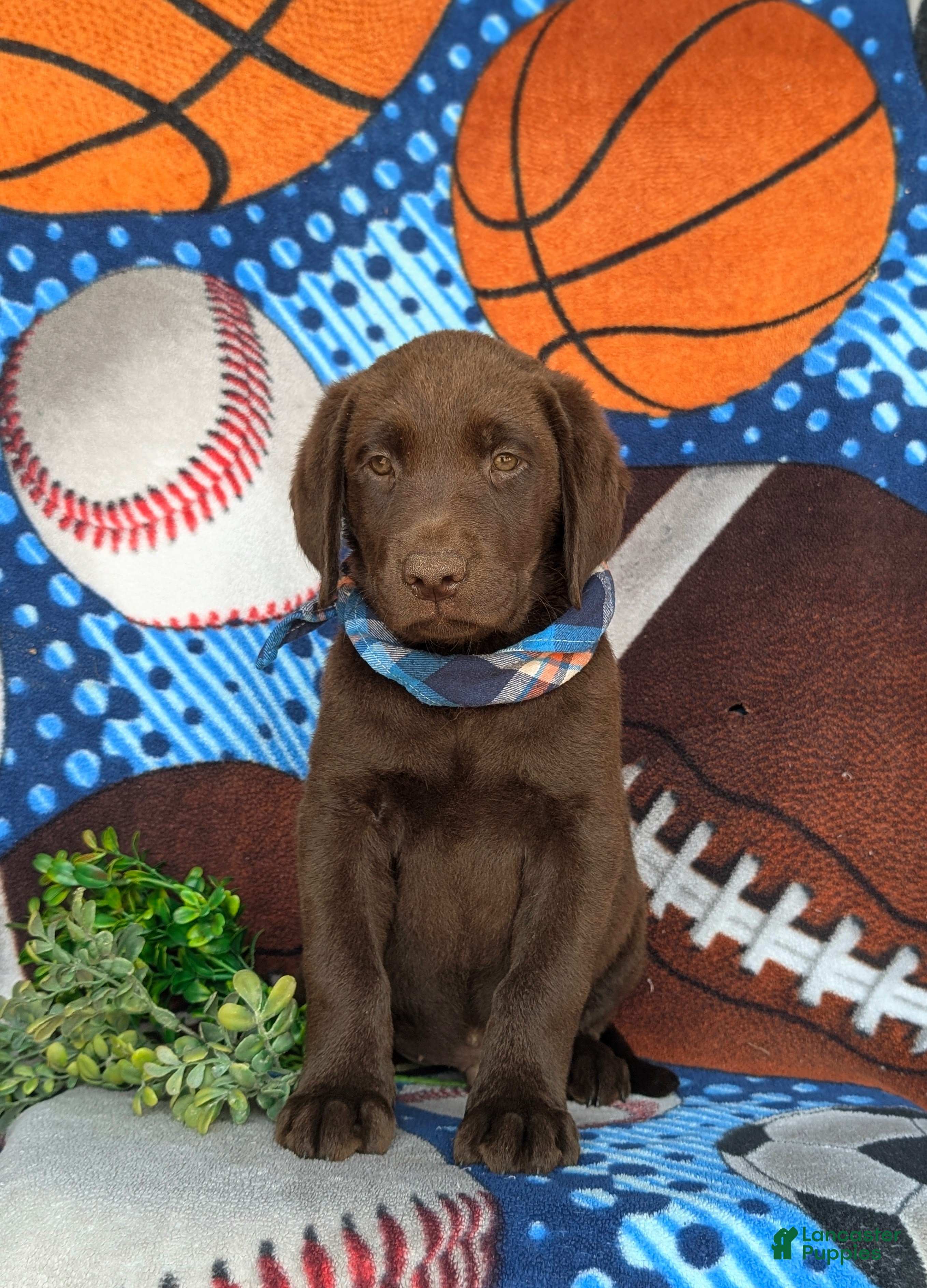 Labrador Retriever dogs Walton - Ad 2