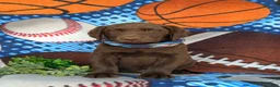 Labrador Retriever dogs for sale: Walton - Ad 2