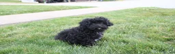 Toy Poodle dogs for sale: Sadie - Ad 4