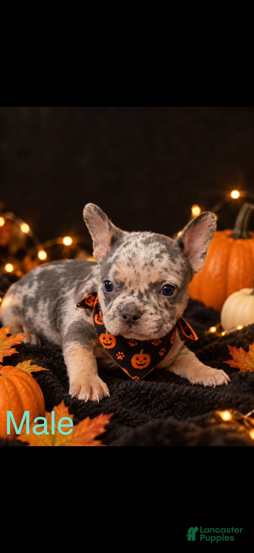 Mixed Breed dogs for sale: Mixed Breed 6 - Ad 2