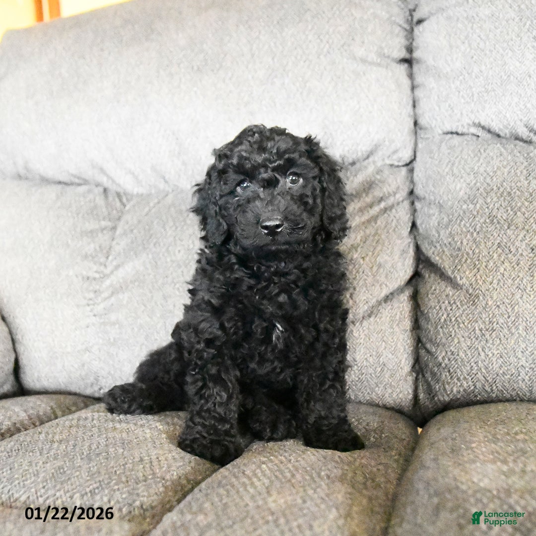 Cockapoo dogs for sale: Monty  - Ad 2