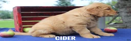 Golden Retriever dogs for sale: Cider - Ad 5