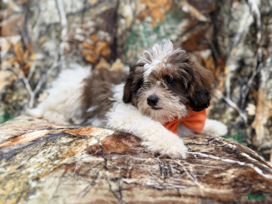 Shihpoo dogs for sale: Dagger - Ad 2
