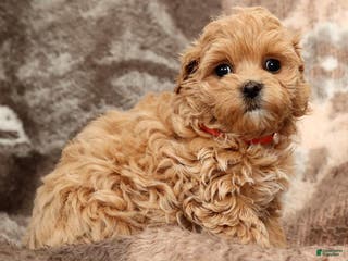 Maltipoo dogs Bella - Ad 2