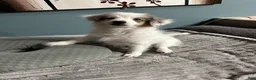 Mixed Breed dogs for sale: PopTart - Ad 5