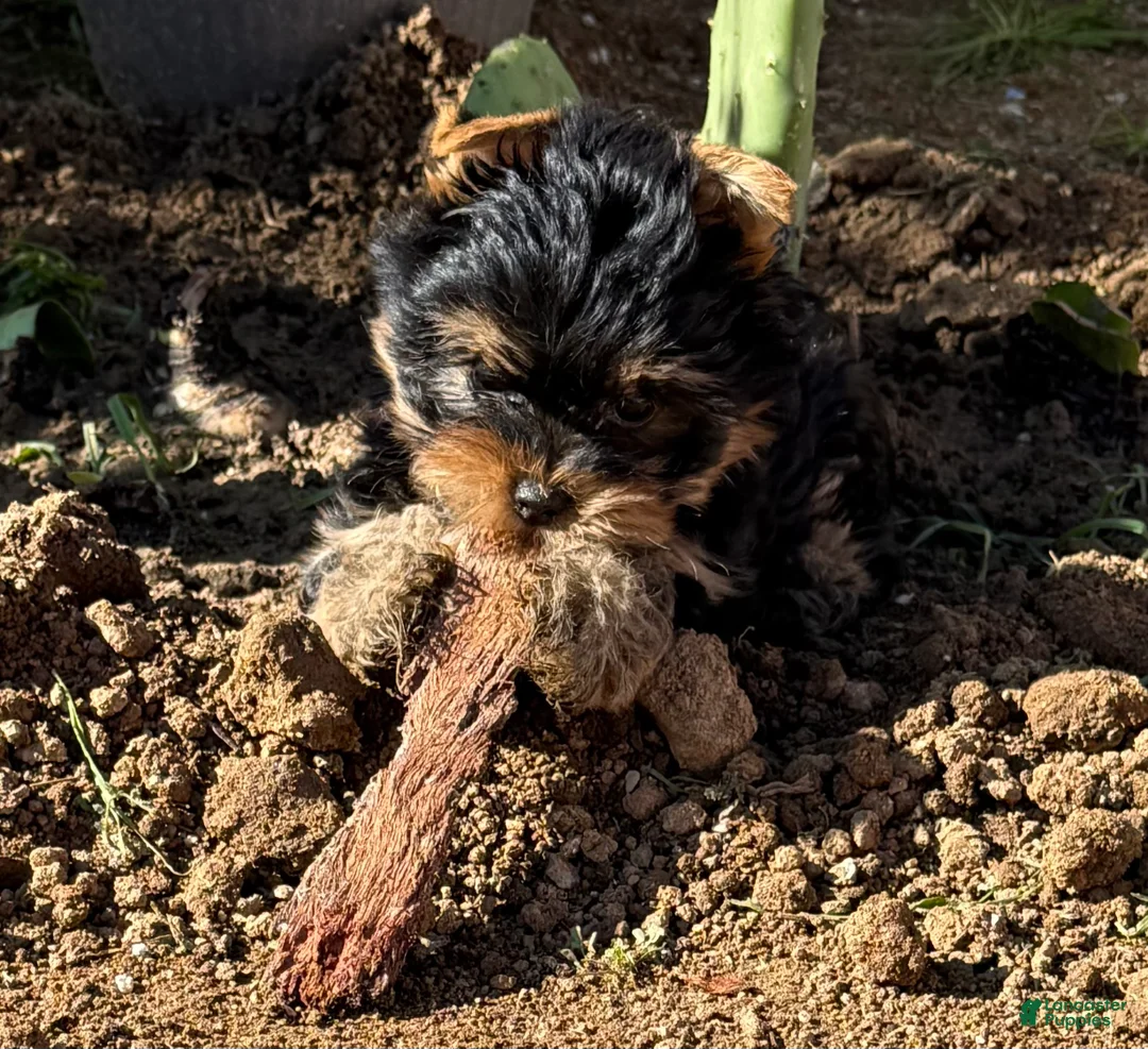 Yorkshire Terrier dogs for sale: Yorkshire Terrier Puppy 2 - Ad 2