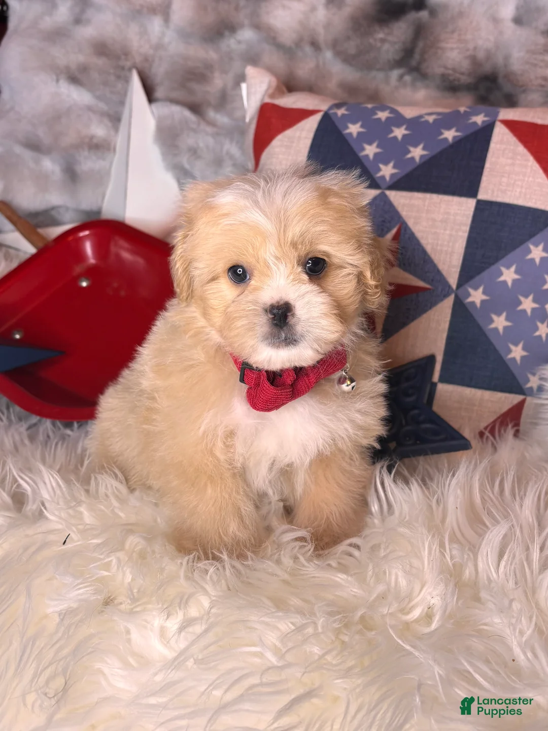 Pekapoo dogs for sale: Woody - Ad 3