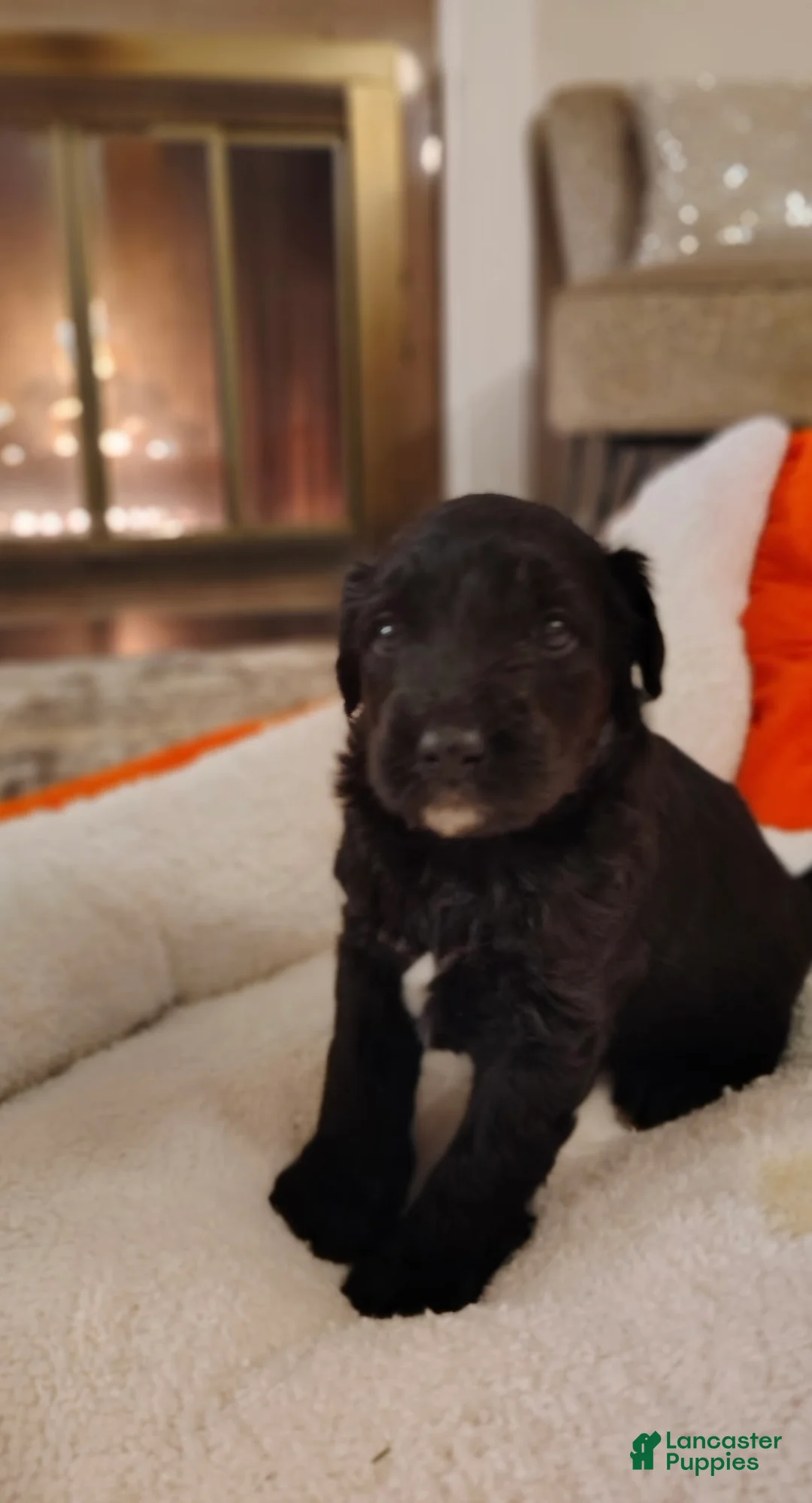 Aussiedoodle dogs for sale: Aussiedoodle Puppy 3 - Ad 7