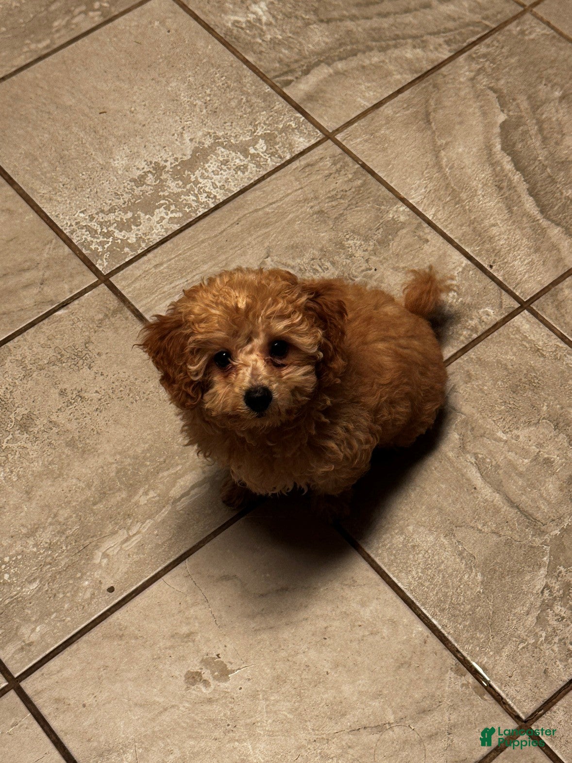 Miniature Labradoodle dogs Dolly - Ad 2
