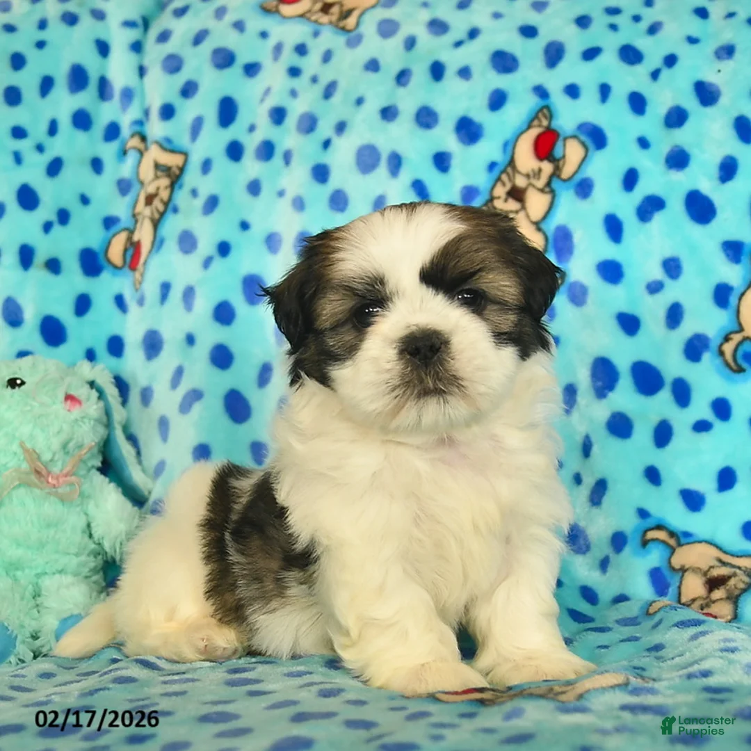 Shih Tzu dogs for sale: Bennet  - Ad 1
