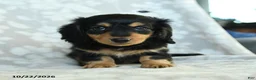 Miniature Dachshund dogs for sale: Paprika - Ad 2