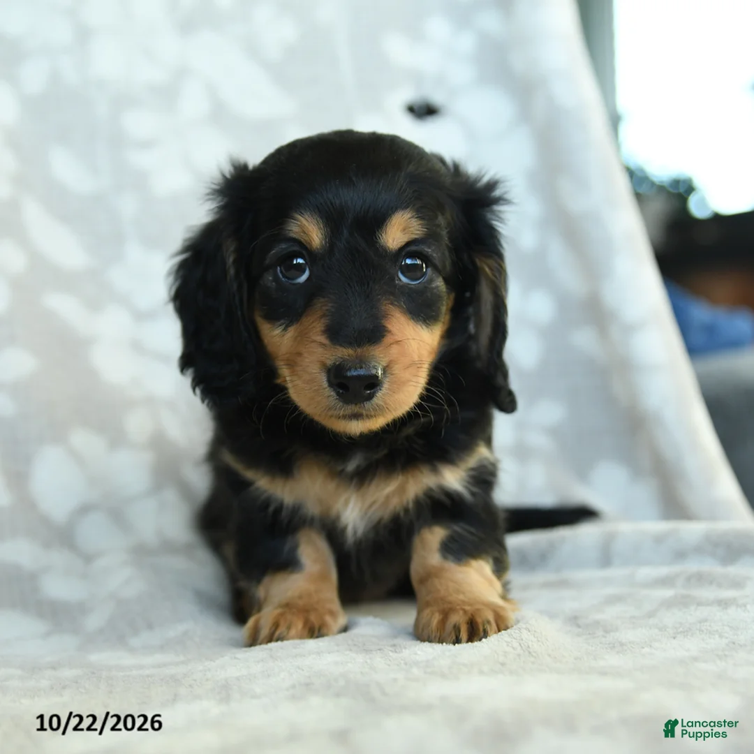 Miniature Dachshund dogs for sale: Paprika - Ad 2