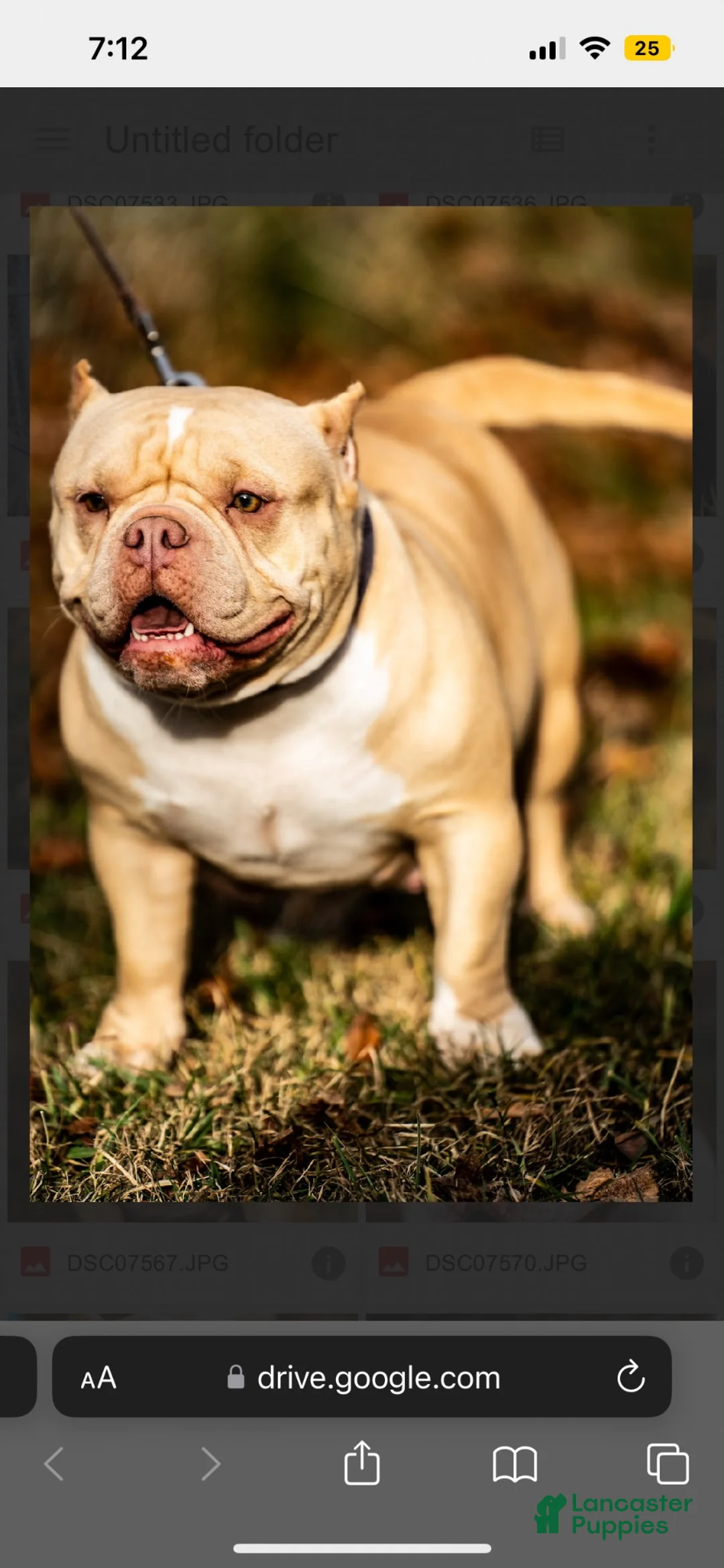 American Bully dogs for sale: American Bully 1 - Ad 14