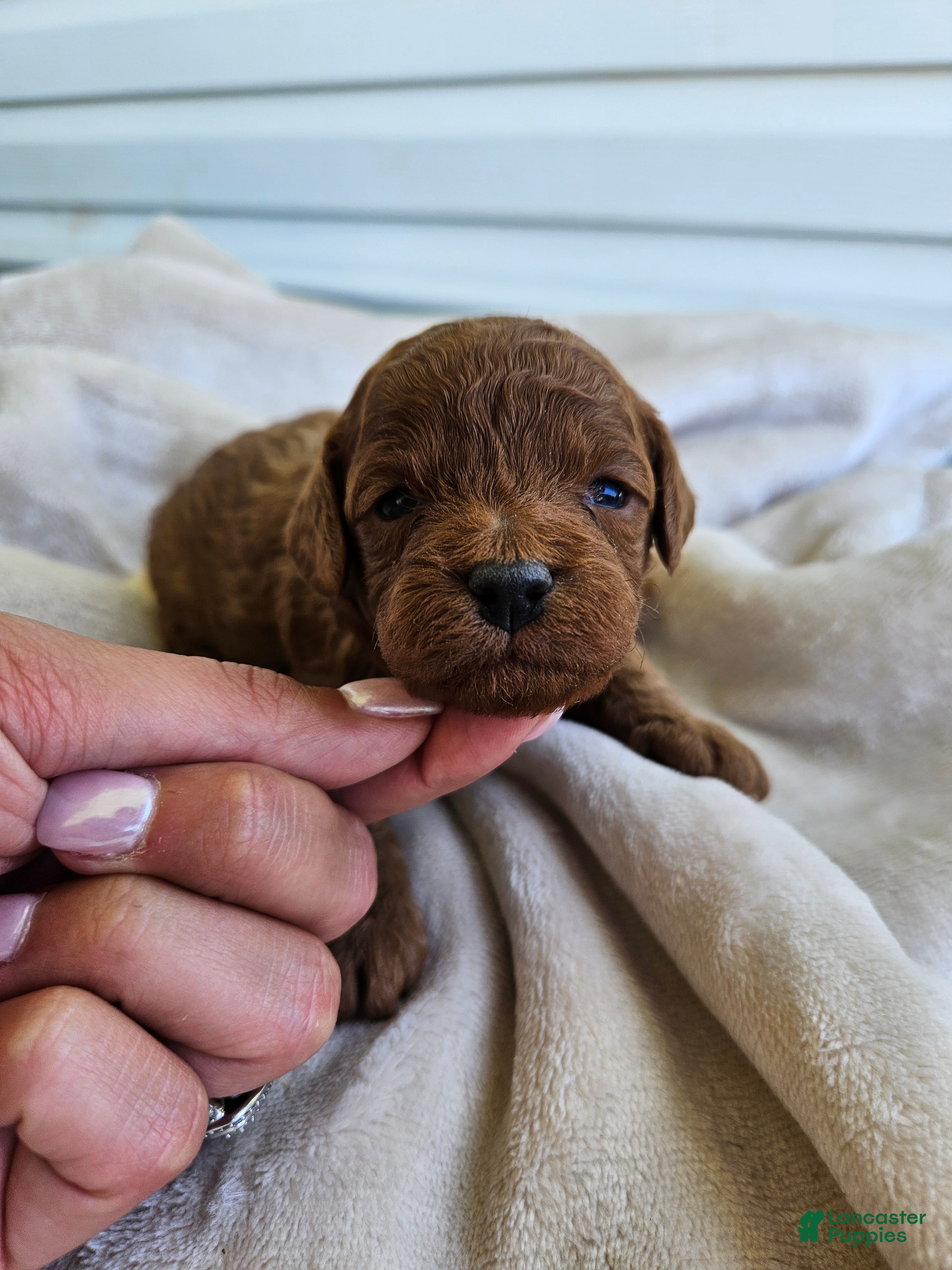 Cavapoo dogs Sammy - Ad 42