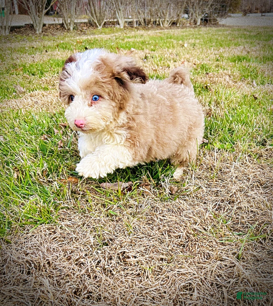 Havapoo dogs for sale: Webster - Ad 5