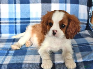 Cavalier King Charles Spaniel dogs Rusty - Ad 29
