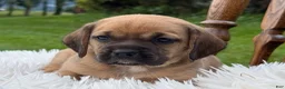 Puggle dogs for sale: Piper - Ad 4