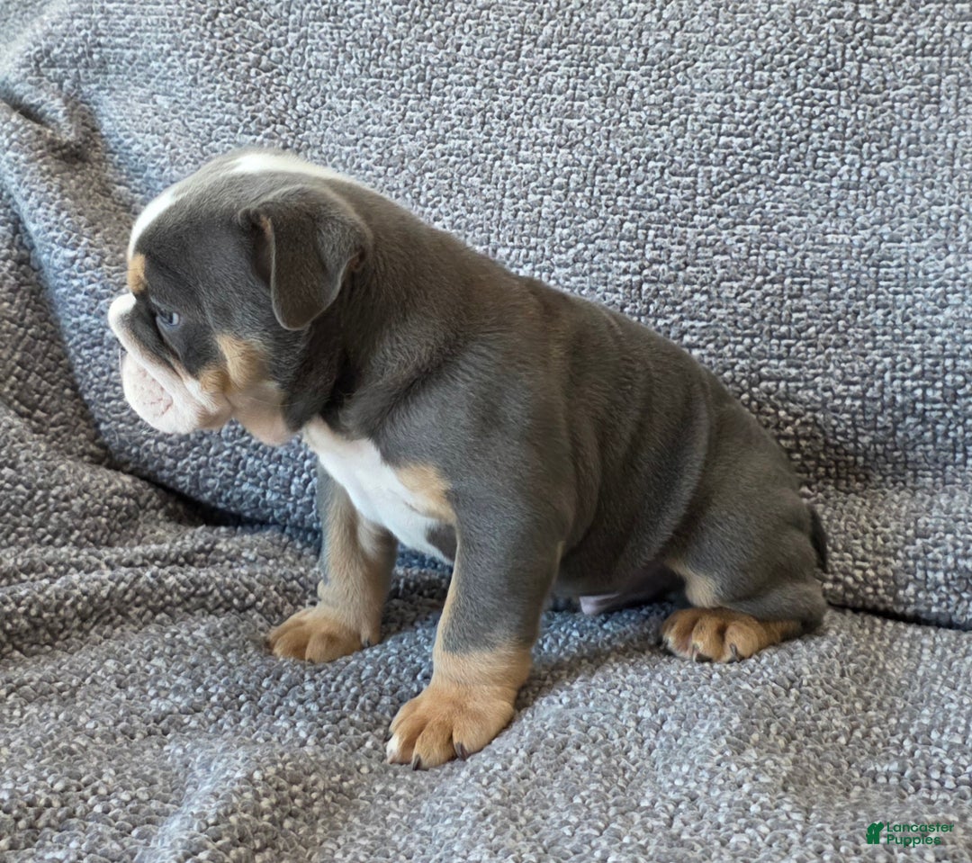English Bulldog dogs for sale: AKC Harrison - Ad 8