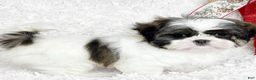 Shih Tzu dogs for sale: Brooke - Ad 3