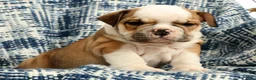 English Bulldog dogs for sale: Jasper - Ad 6
