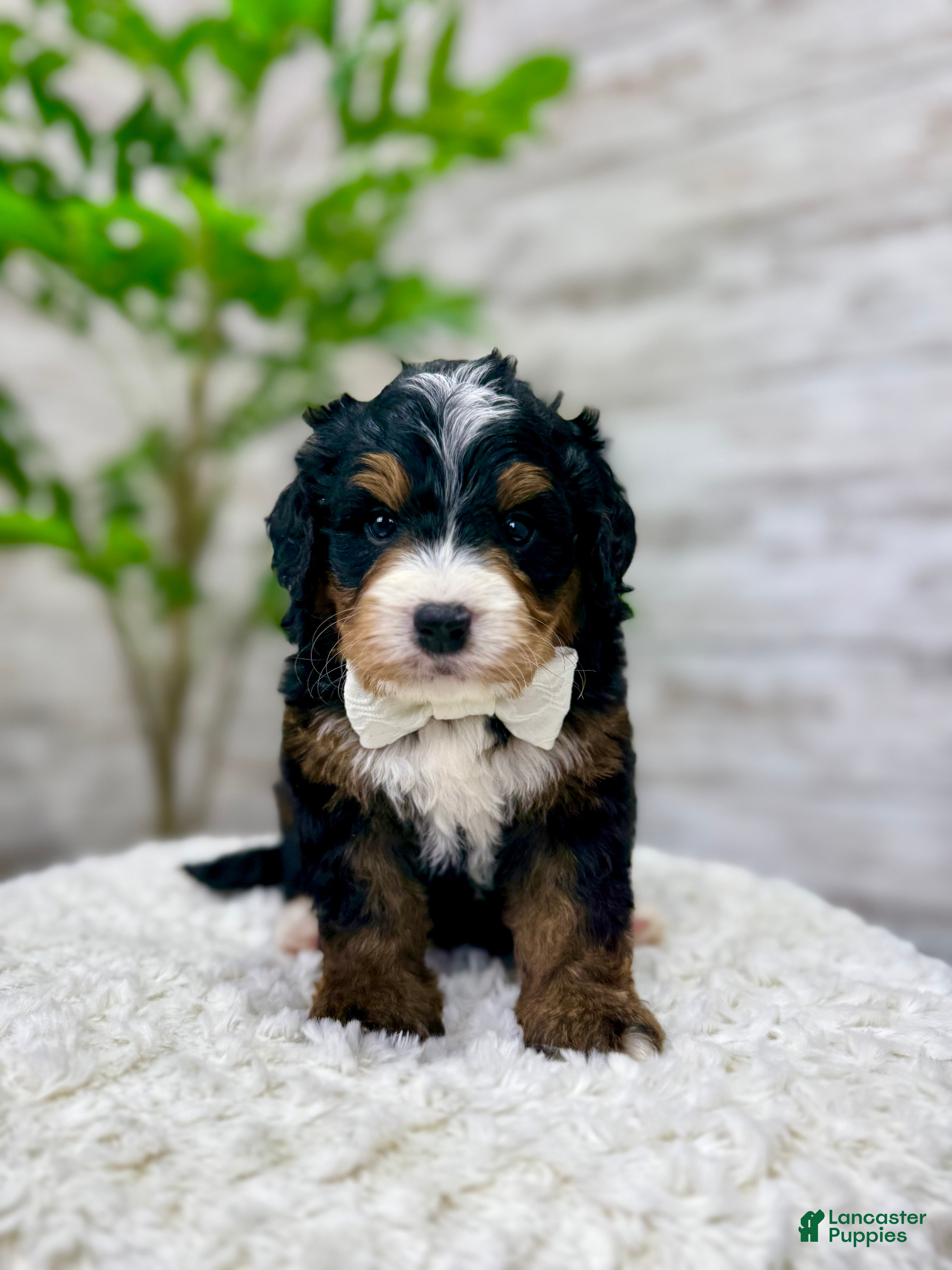 Mini Bernedoodle dogs 🎈Ace - Ad 4