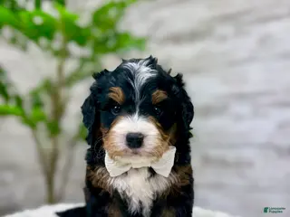 Mini Bernedoodle dogs 🎈Ace - Ad 4