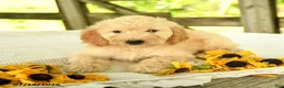 Mini Goldendoodle dogs for sale: Trisha - Ad 7