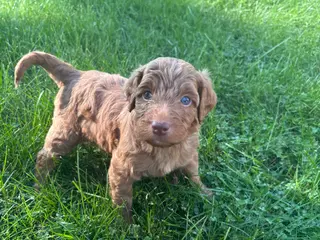 Mini Goldendoodle dogs Green - Ad 19