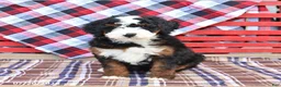 Mini Bernedoodle dogs for sale: Gus - Ad 5