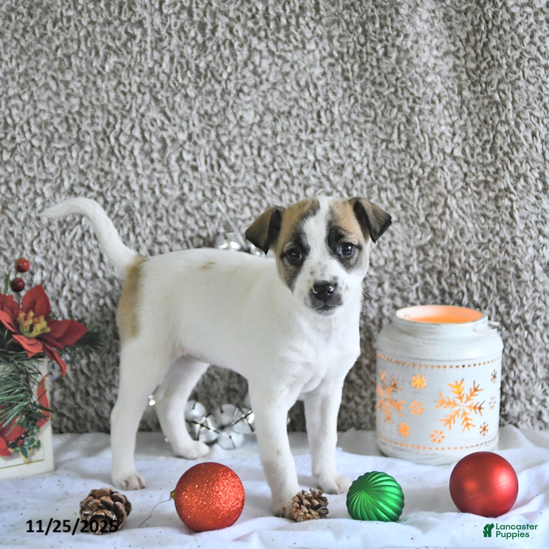 Jack Russell Terrier dogs for sale: Dixie - Ad 5